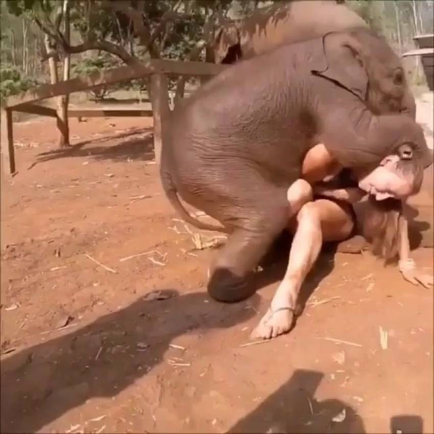 Girl Fucked By Elephant