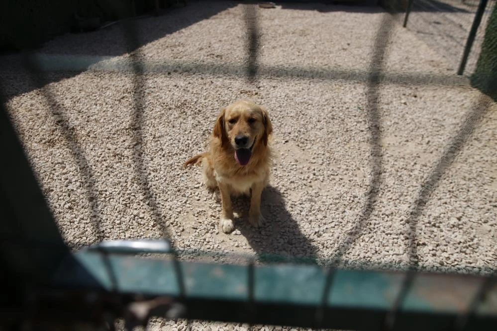 Bursa'da çok sayıda cins köpek yeni yuvalarını arıyor