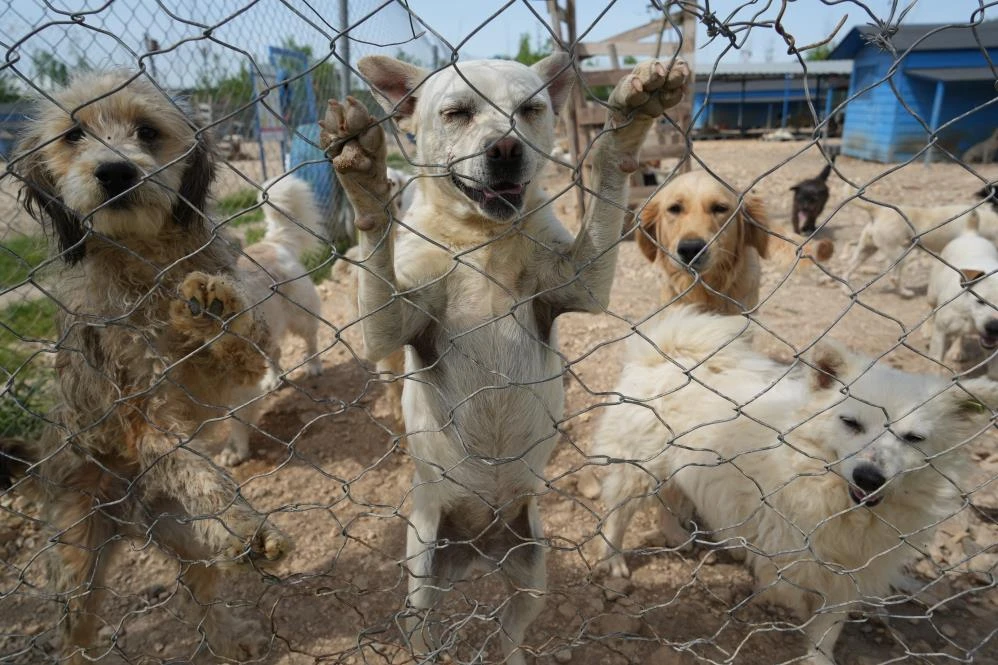 Bursa'da çok sayıda cins köpek yeni yuvalarını arıyor