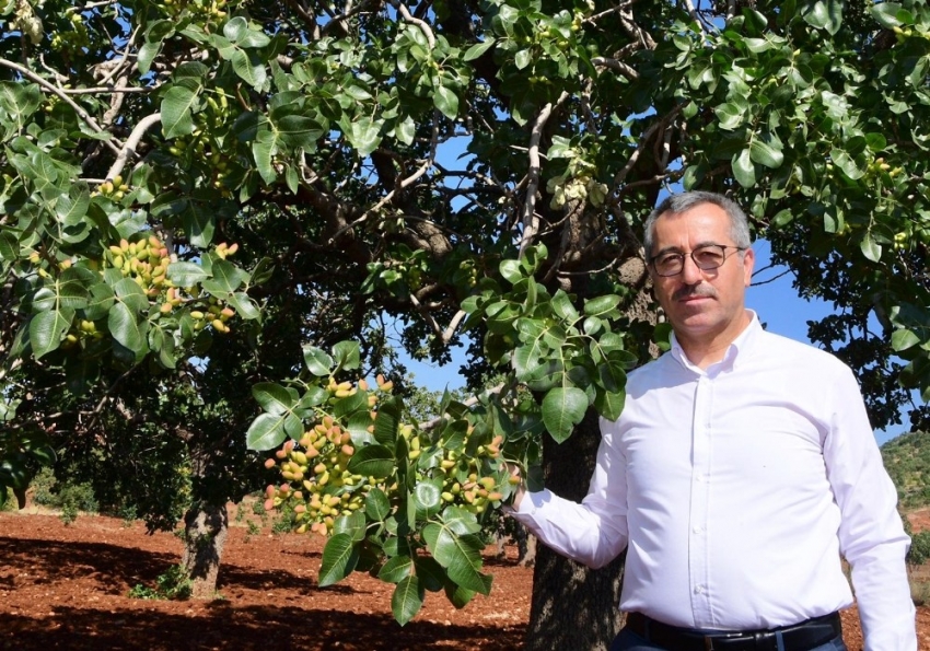 Antep baklavasının fıstığı Kahramanmaraş’tan