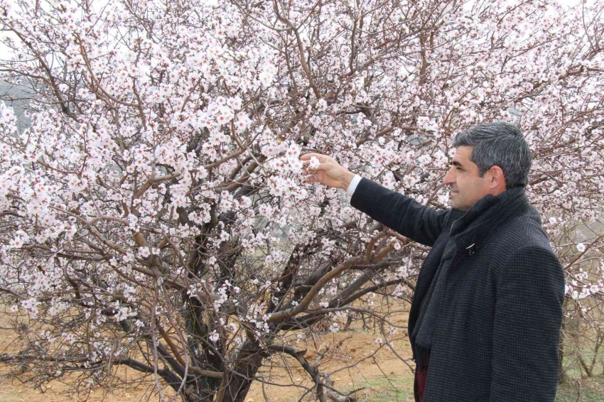 Badem ağaçları gelin gibi süslendi