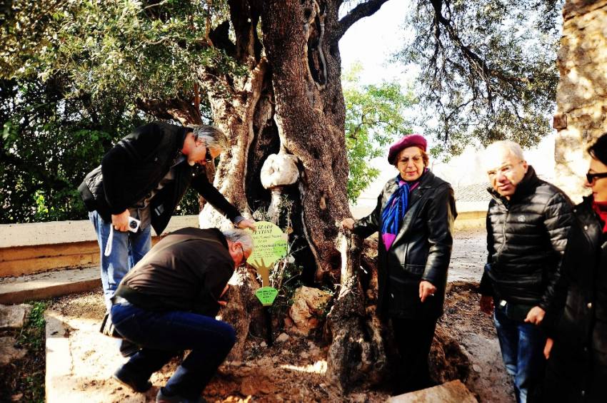 650 yıllık zeytin ağacına plaket