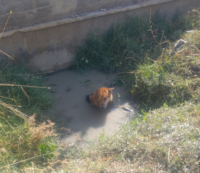  Balçığa saplanan köpeği itfaiye kurtardı