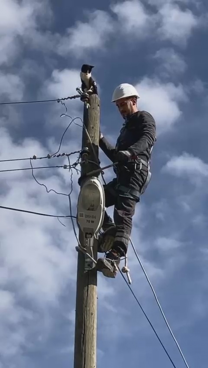 Elektrik direğinde mahsur kalan kedinin imdadına elektrik dağıtım şirketi görevlileri yetişti