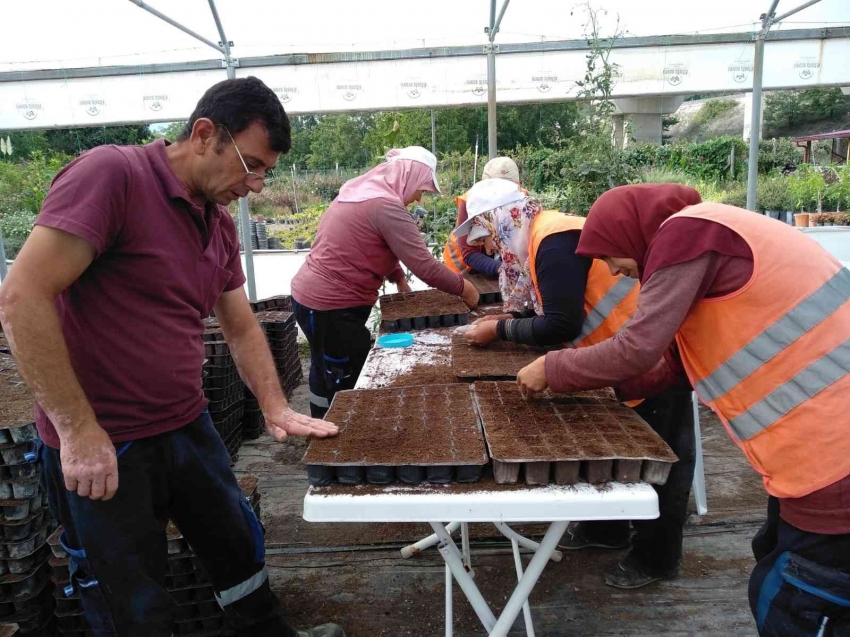 Yüzde 80’i belediye seralarında yetişiyor