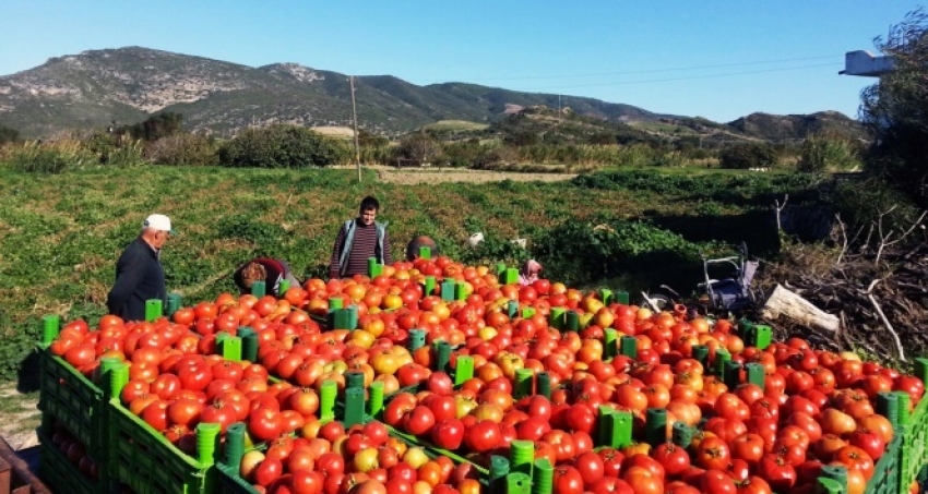 Rusya'dan Türk domatesi açıklaması