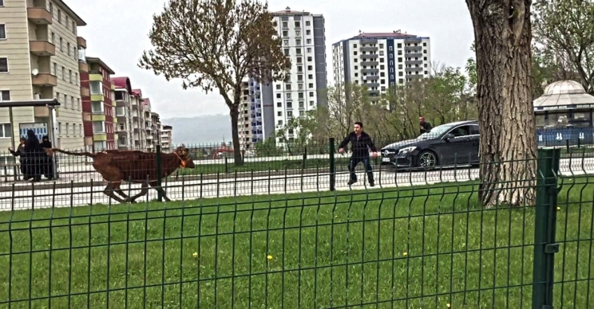 Kaçan dana peşindekileri 10 kilometre koşturdu