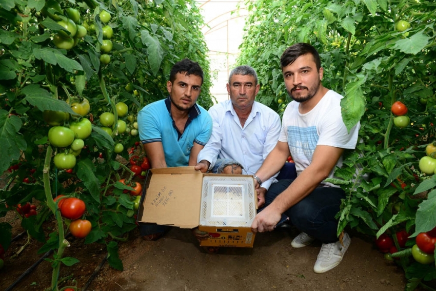 Canan Karatay’ın ’domates’ eleştirilerine üreticilerden tepki