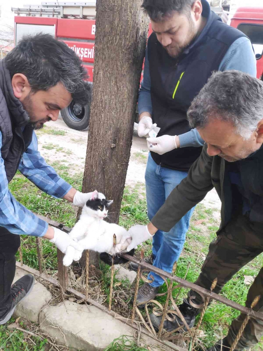 Bursa’da bahçe demirlerine saplanan kedi kurtarıldı