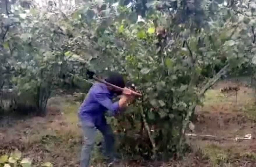 Fındık üreticisinin fiyat tepkisi