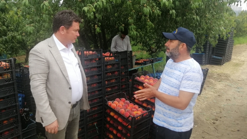 Bursa'da şeftali üreticisi dertli