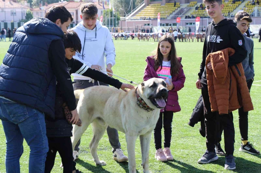 Türk çoban köpeği ırkları, podyuma çıktı