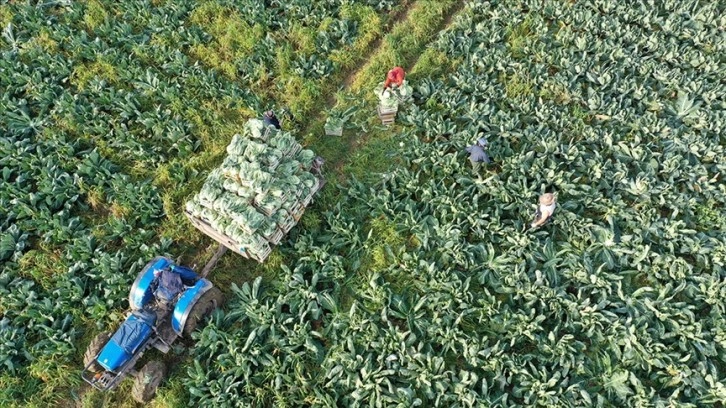 185 milyon liralık tarımsal destekleme ödemeleri bugün çiftçilerin hesaplarına yatırılacak