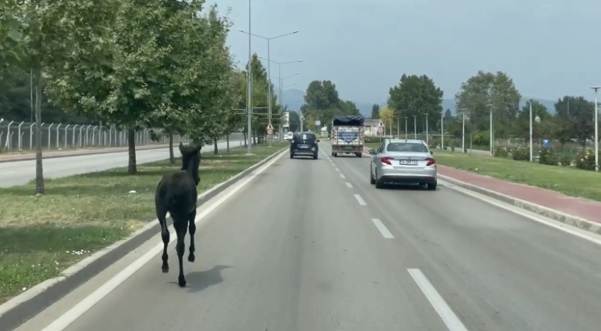 Bursa’da başıboş at trafiği alt üst etti