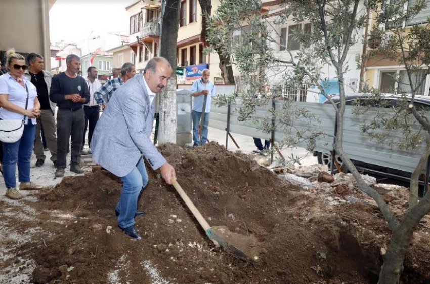 Barışın simgesi zeytin ağacı dikildi