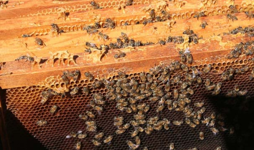 2 bin 500 rakımdaki yaylada organik bal üretimi