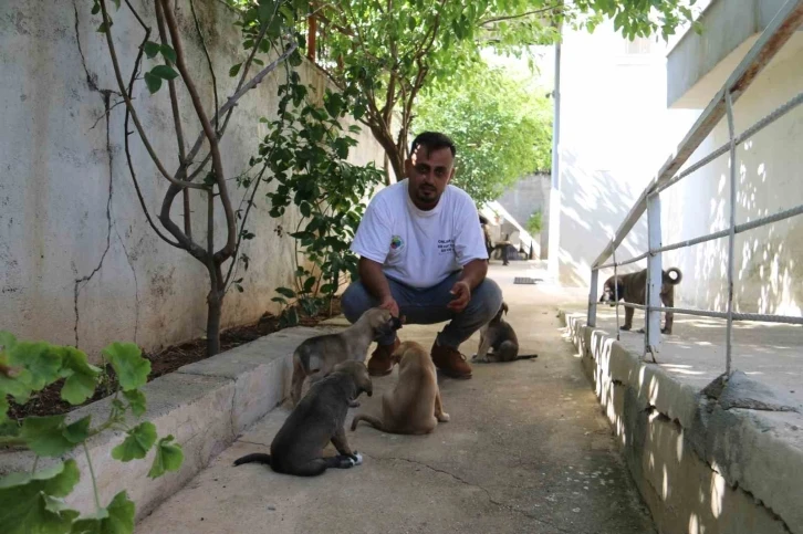 2 duvar arasında ölümü bekleyen yavru köpekleri yaşama tutundurdular
