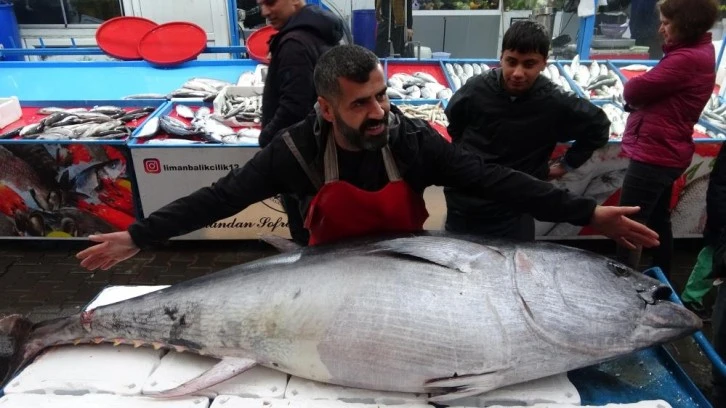 2 metreden büyük orkinosu görenler telefona sarıldı