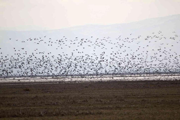 2023 Yılı Kış Ortası Su Kuşu Sayımları Tamamlandı
