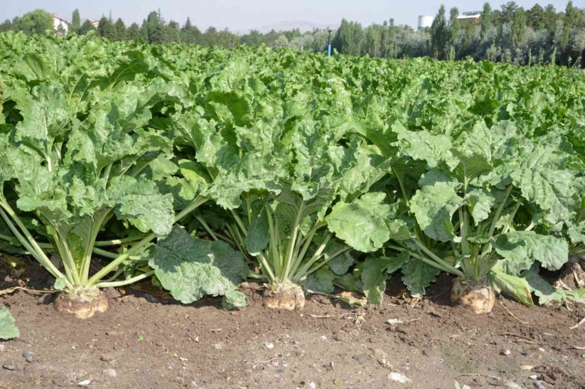 Şeker pancarı alım fiyatı üreticiyi memnun etti