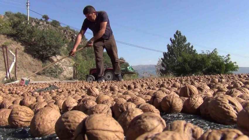 ’Kabuğuna sığmayan lezzetin hasadı başladı