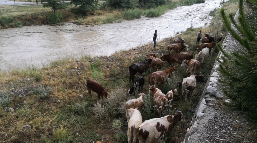 Yağmur suları yükselince dere kenarında mahsur kaldılar