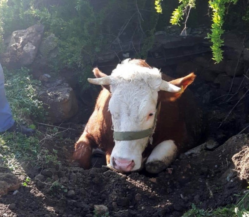 Fosseptik çukuruna düşen inek kurtarıldı