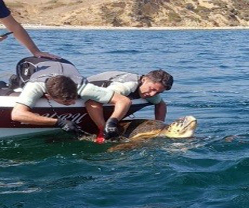 Caretta carettayı sahil güvenlik kurtardı