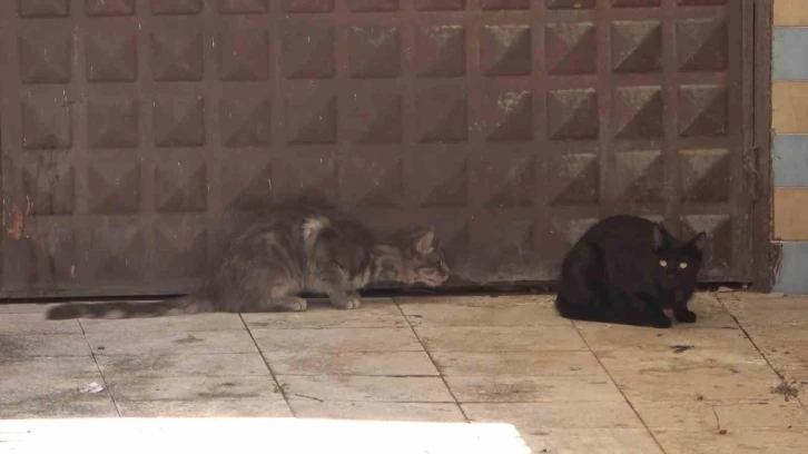 3 gündür mahsur kalan kedi kurtarılmayı bekliyor: Annesi garaj kapısında nöbet tutuyor
