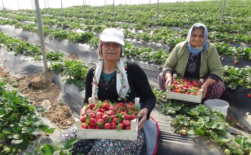 Mevsimlik tarım işçilerinin günlük ücretleri yüzde 12 arttı