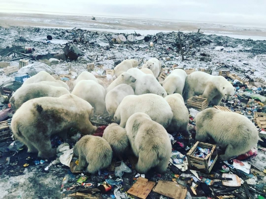 Rusya’da kutup ayıları şehre indi