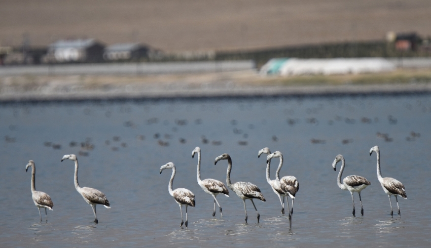 Flamingolar Arin Gölü’nü mesken tuttu