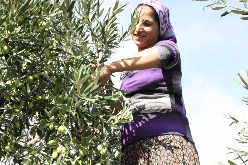 Sofralık zeytin ihracatı 150 milyon doları aşarak rekor kırdı