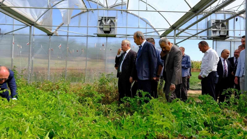 20 çiftçiye 100’er kilogram Zeron buğdayı dağıtıldı