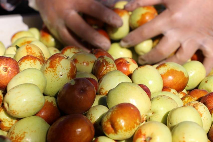 Rüyasında gördü, Türkiye’nin en büyüğünü kurdu