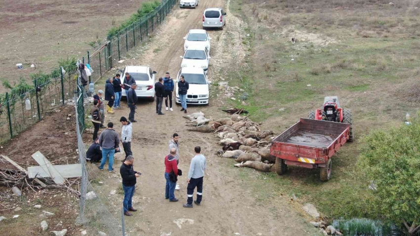 Bursa'da başıboş köpekler birçoğu gebe 41 koyunu telef etti