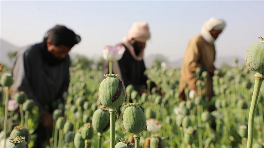 Taliban haşhaş tarlalarını yok edeceğini açıkladı