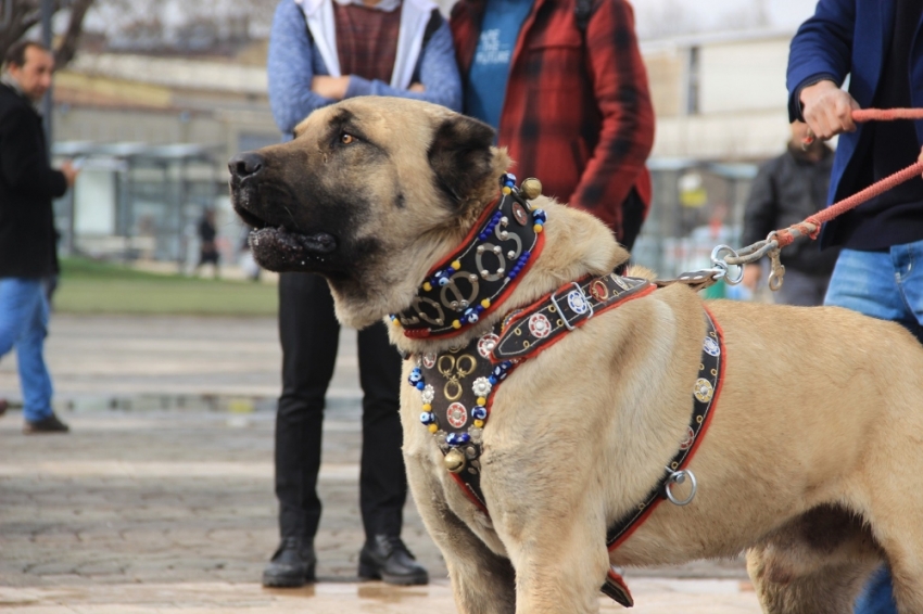 Köpekli müdahaleye kangallı tepki