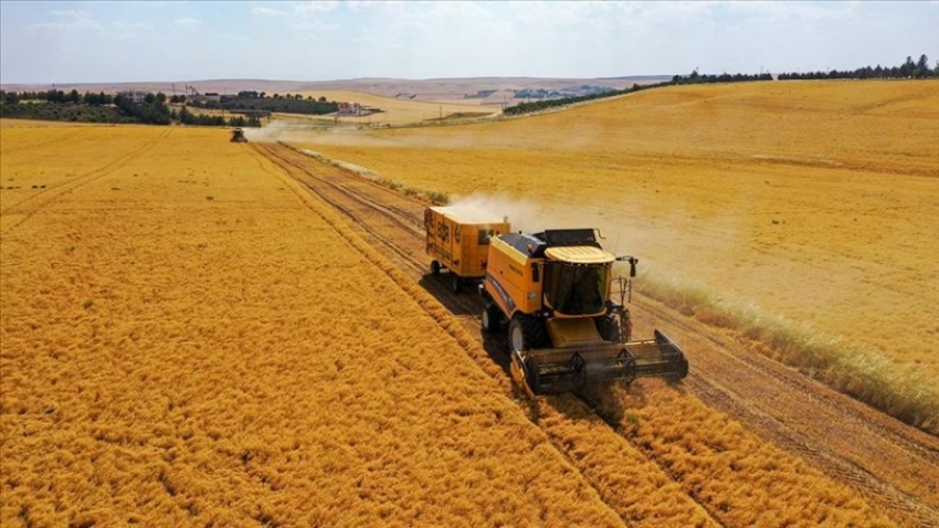 TMO, kırmızı mercimek alım fiyatını duyurdu