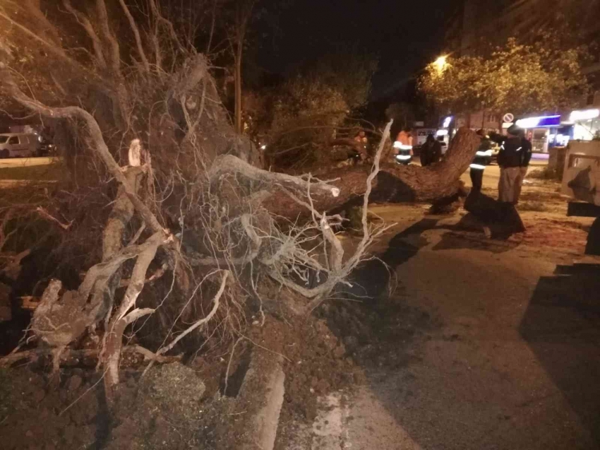 Fırtına elektrik direklerini devirdi, ağaçları kökünden söktü