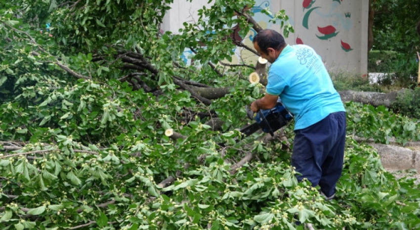 Bursa'da dut ağacı aşırı rüzgara dayanamadı