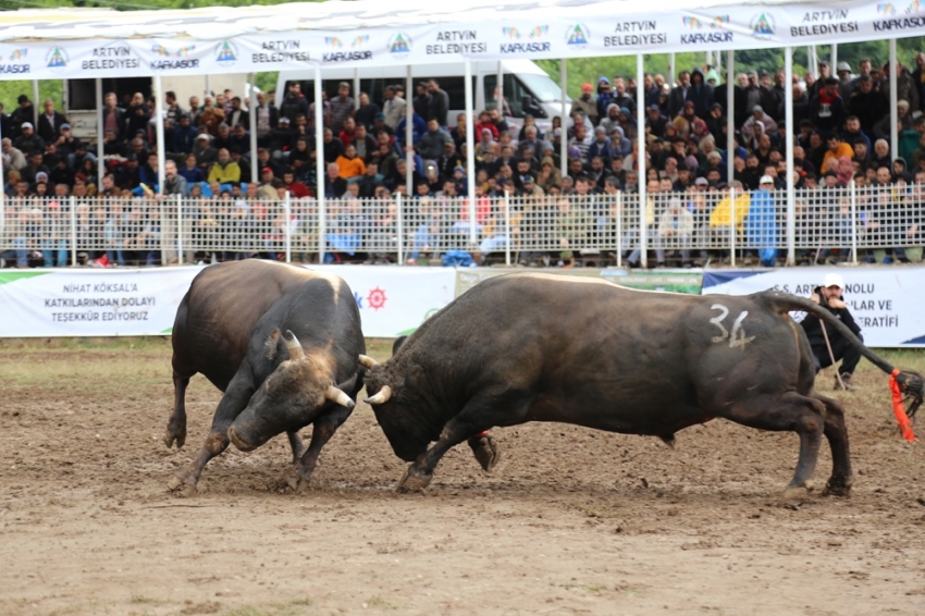 Kafkasör arenada boğa güreşleri nefes kesti