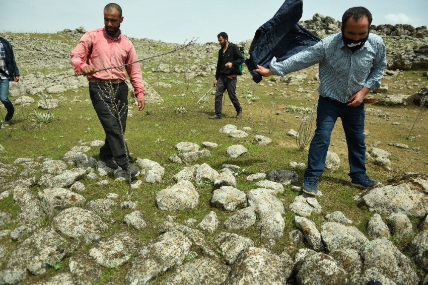 Şanlıurfa’da çekirge tehlikesi