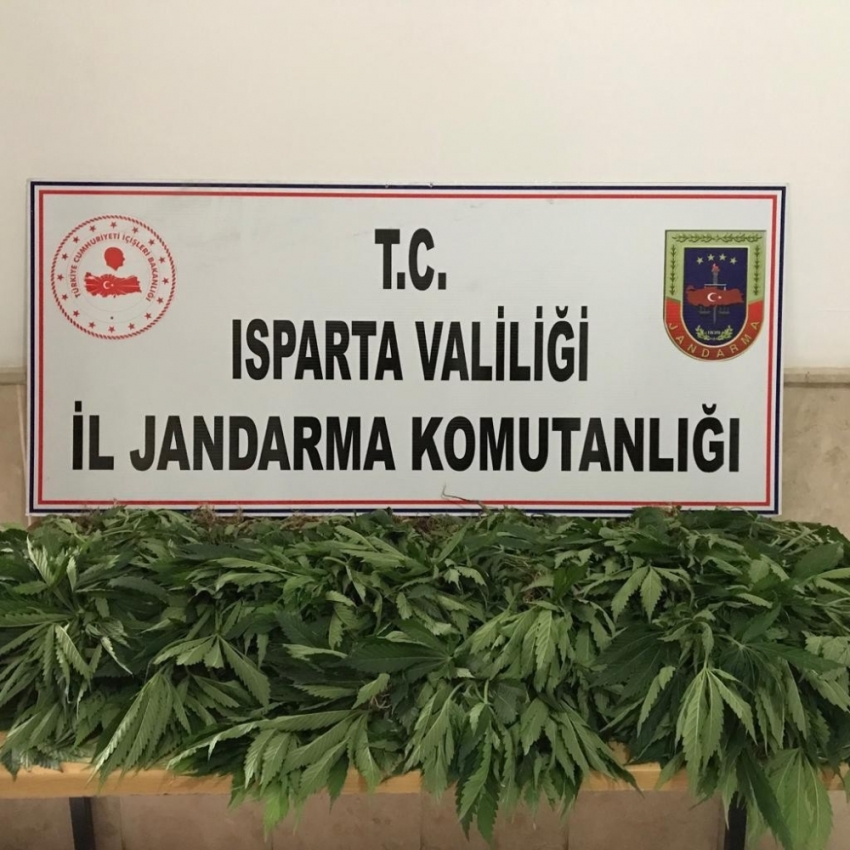 Jandarma’dan kenevir operasyonu: 1 gözaltı