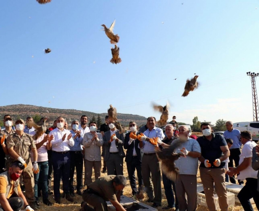 32 köyde 900 adet kınalı keklik doğaya bırakıldı