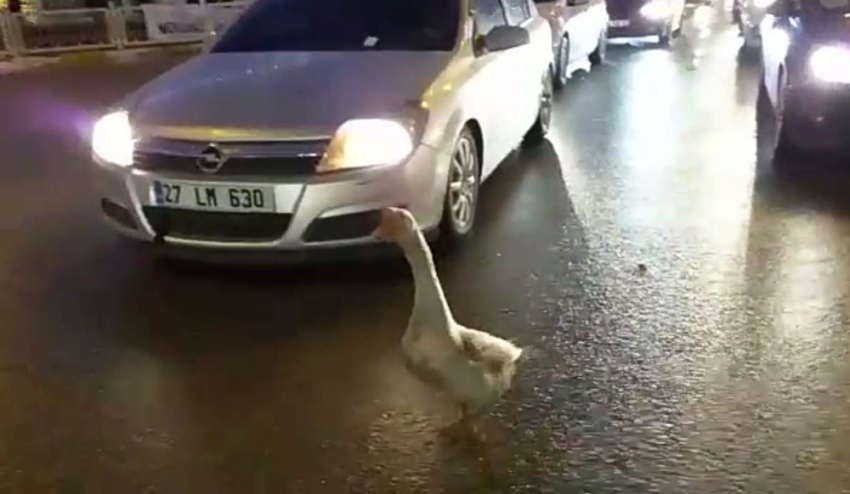 Sahibinin elinden kaçan kaz trafiği birbirine kattı