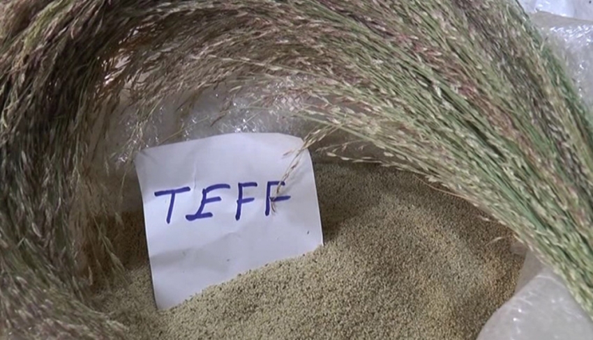 İşte dünyanın en küçük tahılı: Teff