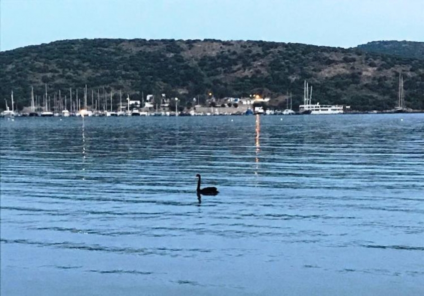 Siyah kuğu Bodrum’u ayağa kaldırdı