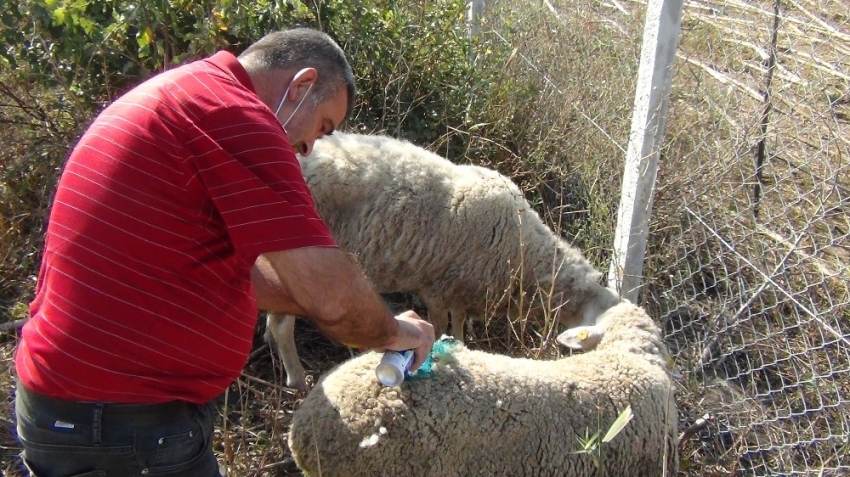 Bursa'da başı boş köpekler dehşet saçtı