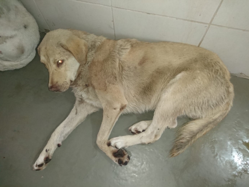 Isparta’da av tüfekli köpek katliamı